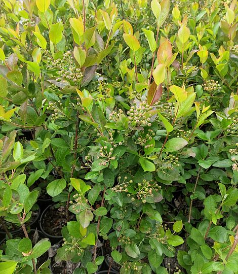 Aronia volnokorenný